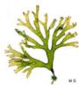 photo de dictyote dichotome, Dictyota dichotoma